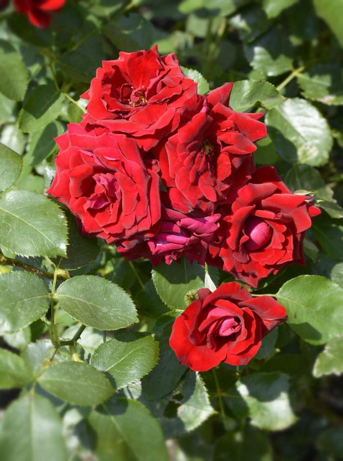 圣西罗Casa Giardino Fiorito公寓 外观 照片